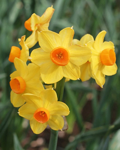 grand soleil d or.jpg